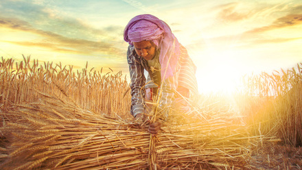 02-indian-woman-corn_1071501710.jpg